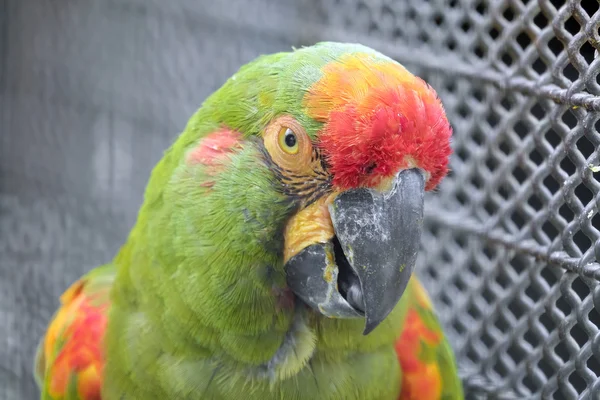 Headshot de papagaio-arara de frente vermelha — Fotografia de Stock