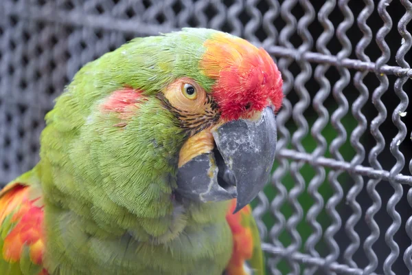 Headshot of Red-fronted macaw parrot — Stock Photo, Image