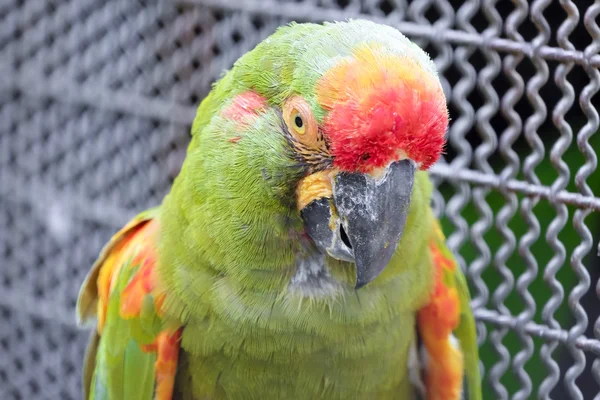 Headshot of Red-fronted macaw parrot — Stock Photo, Image