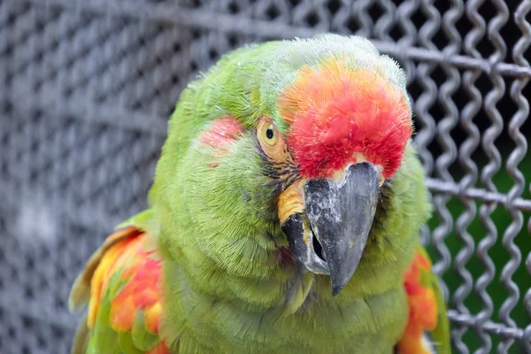 Colpo alla testa di pappagallo dalla fronte rossa — Foto Stock