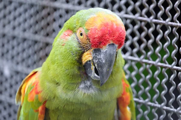 Headshot of Red-fronted macaw parrot — Stock Photo, Image