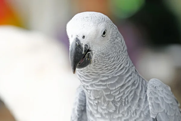 Portrait de perroquet gris d'Afrique — Photo