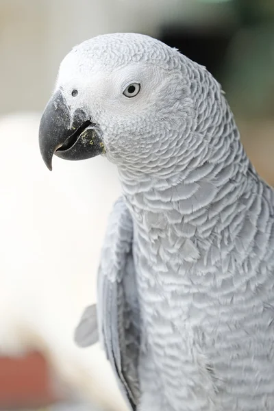 Portrait of African grey parrot — Stock Photo, Image