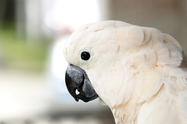 Retrato de cacatúa molucca — Foto de Stock