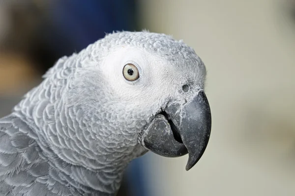 Portrait of African grey parrot — Stock Photo, Image