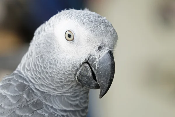 Portrait de perroquet gris d'Afrique — Photo