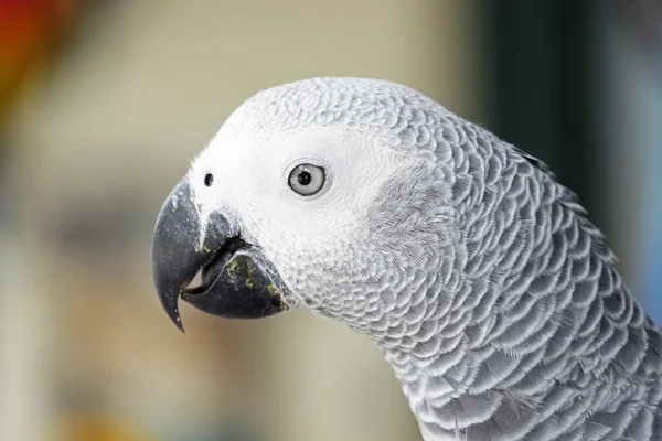 Portrait of African grey parrot — Stock Photo, Image