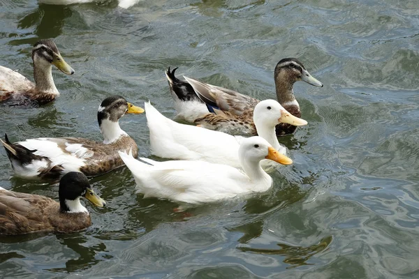 Pato flotando en el río — Foto de Stock