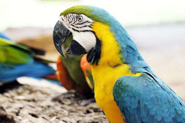 Portrét modrá a zlatá papoušek papoušek — Stock fotografie