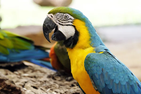 Ritratto di pappagallo d'ara blu e oro — Foto Stock