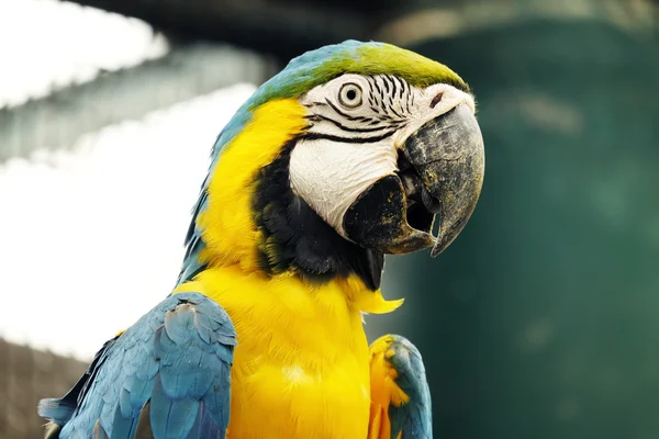 파랑과 금 잉 꼬 앵무새의 초상화 — 스톡 사진