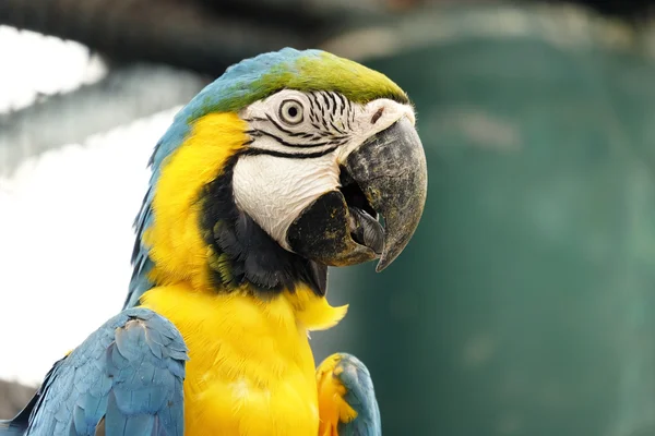 파랑과 금 잉 꼬 앵무새의 초상화 — 스톡 사진