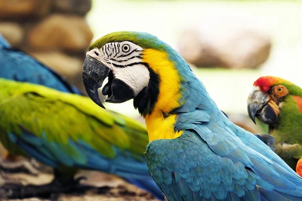 Portrét modrá a zlatá papoušek papoušek — Stock fotografie