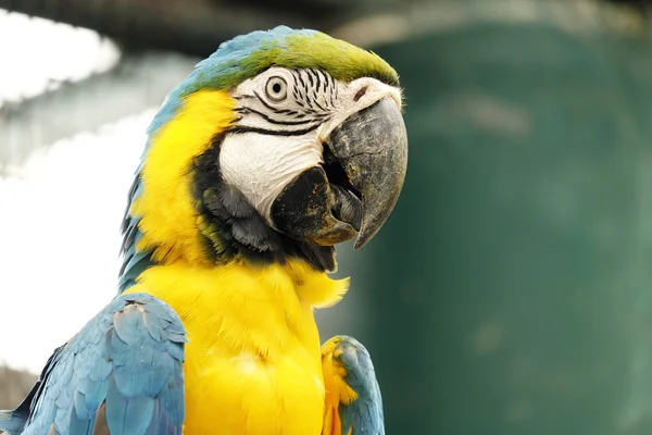 Retrato de loro y loro guacamayo — Foto de Stock