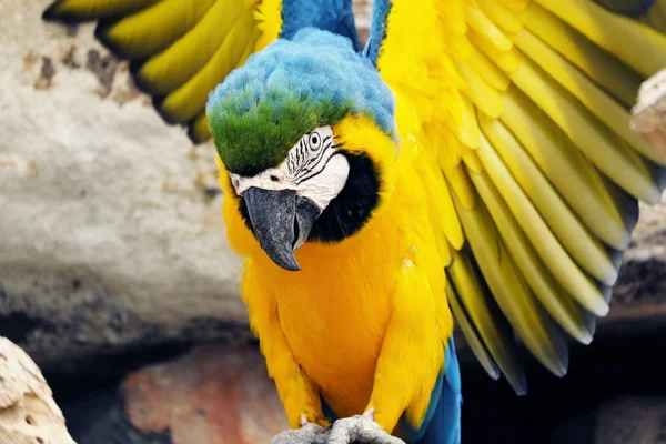 Porträt des blauen und goldenen Ara-Papageien — Stockfoto