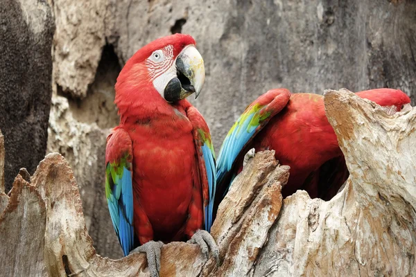 Guacamayo de alas verdes de pie sobre la madera —  Fotos de Stock