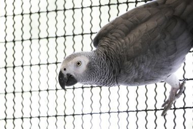 Afrika gri papağanı dalı