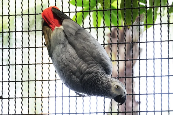 African grey parrot on the branch — Stock Photo, Image