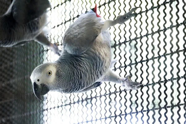 African grey parrot on the branch — Stock Photo, Image