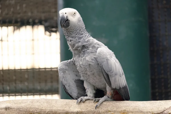 Afrikaanse grijze papegaai op de tak — Stockfoto