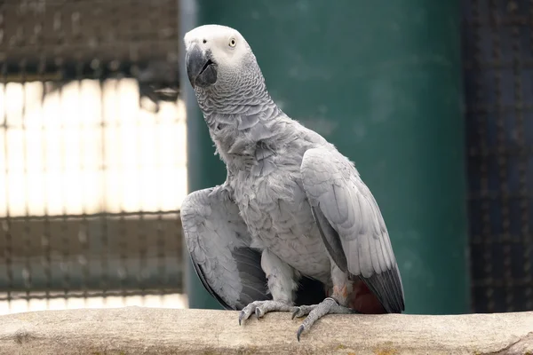 Burung beo abu-abu afrika pada cabang — Stok Foto