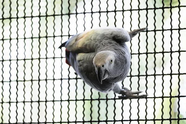 Loro gris africano en la rama — Foto de Stock