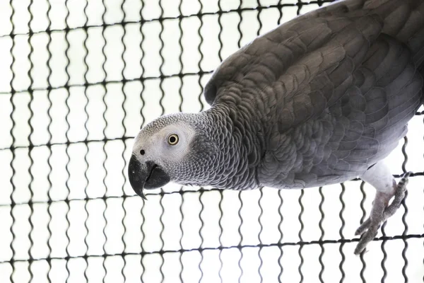 Loro gris africano en la rama — Foto de Stock