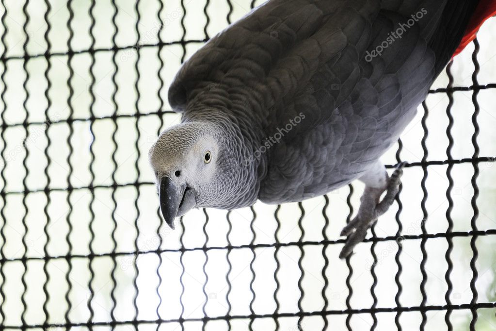 African grey parrot on the branch