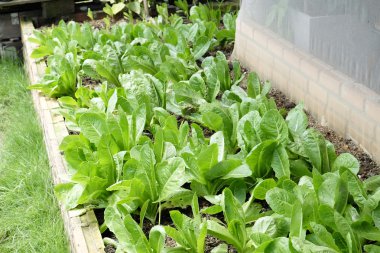 organik ve taze sebze bahçesi