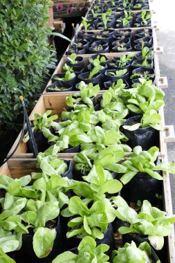 organik ve taze sebze bahçesi