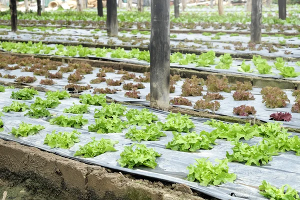 Biologischer und frischer Gemüsegarten — Stockfoto