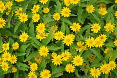 arka plan küçük sarı çiçek