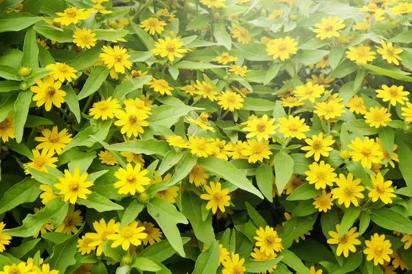 Fondo de pequeñas flores amarillas — Foto de Stock