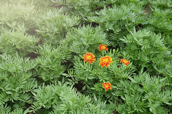 Orange flower blooming in the green garden — Stock Photo, Image