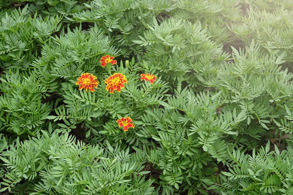Portakal çiçeği yeşil bahçesinde çiçek açan — Stok fotoğraf