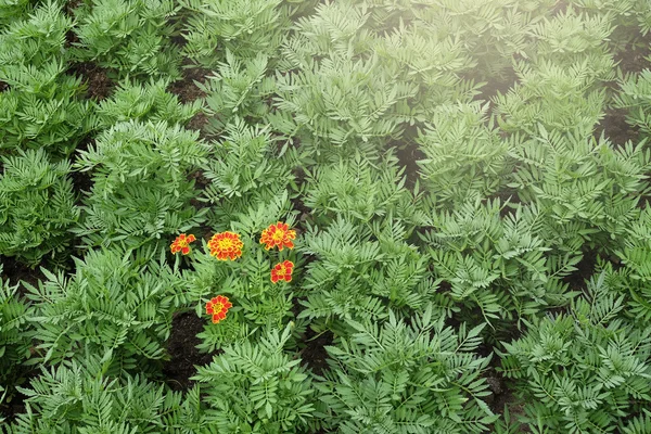 在绿色的花园里盛开的橙花 — 图库照片