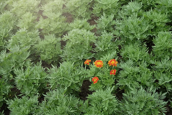 Orange flower blooming in the green garden — Stock Photo, Image
