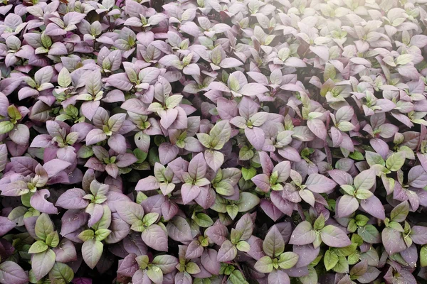 Background of beautiful purple leaves garden