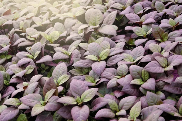 Фон красивого сада фиолетовых листьев — стоковое фото