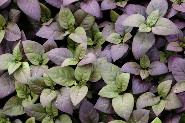 Fond de beau jardin de feuilles violettes — Photo