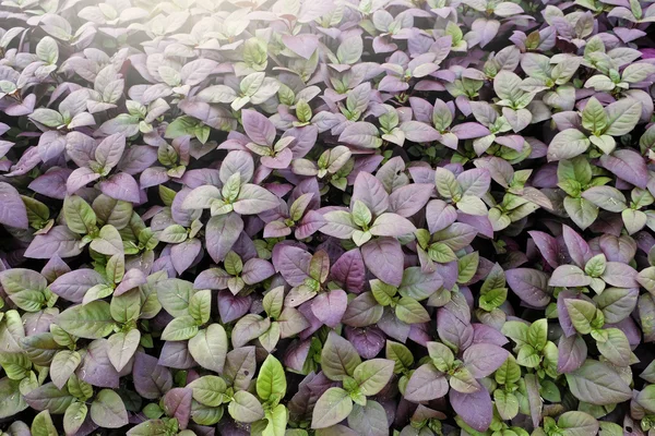 Fondo de hermosas hojas púrpuras jardín — Foto de Stock