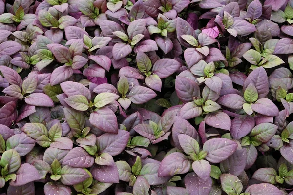 Background of beautiful purple leaves garden — Stock Photo, Image