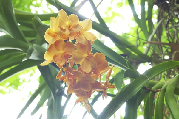 Oranje orchidee op natuurlijke achtergrond — Stockfoto