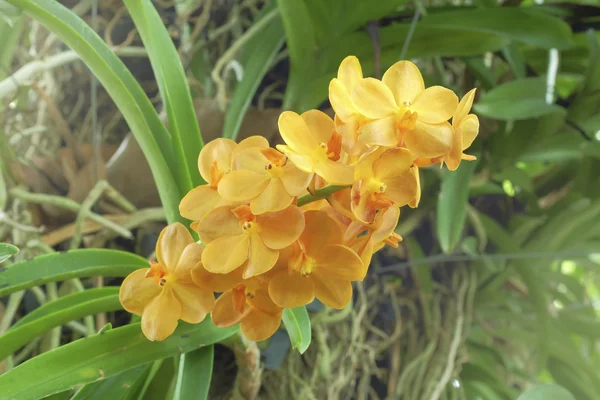 Orquídea naranja sobre fondo natural — Foto de Stock