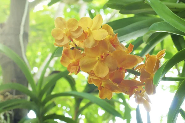 Oranje orchidee op natuurlijke achtergrond — Stockfoto