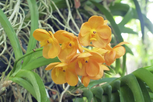 Orquídea laranja no fundo natural — Fotografia de Stock