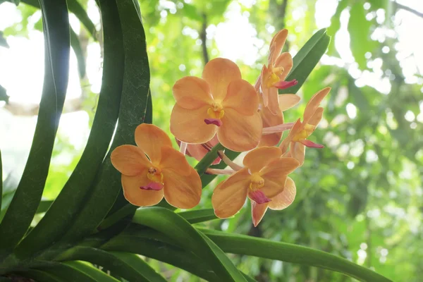 Oranje orchidee op natuurlijke achtergrond — Stockfoto