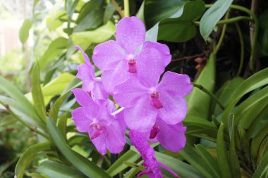 doğada güzel orkide