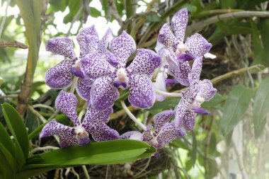 doğada güzel orkide