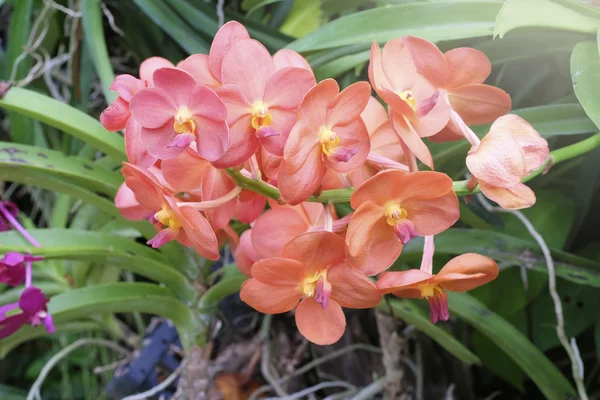 Orquídea bonita na natureza — Fotografia de Stock